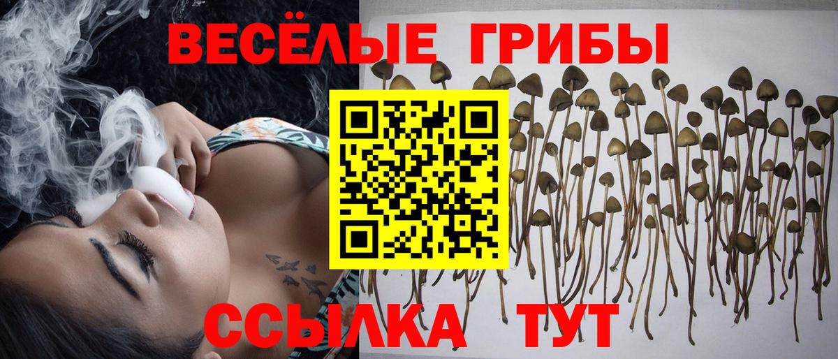 Псилоцибиновые грибы GOLDEN TEACHER Сальск